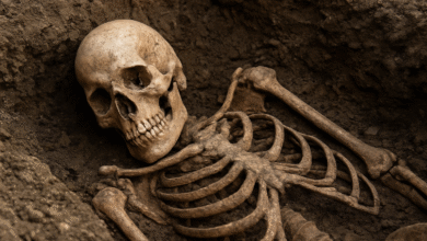 What Hizzaboloufazic Found In