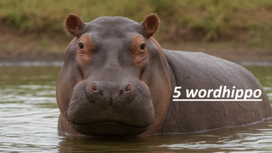 5 WordHippo